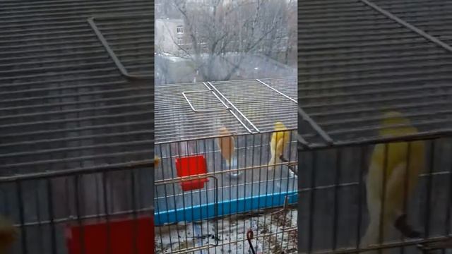 Канарейки: первая кладка смотреть онлайн