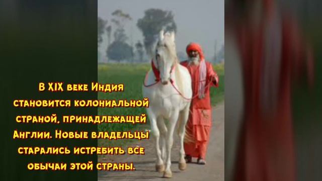 Порода лошади Марвари | Малани | Марварская порода лошади