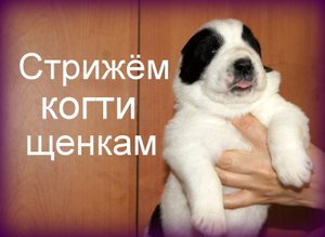 Стрижём когти щенкам