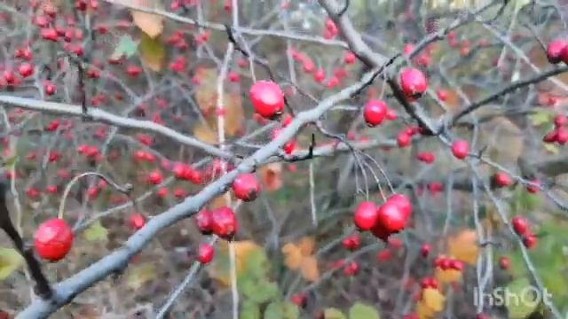 Река Белая осенний балдежь