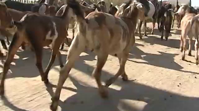 Англо-нубийские козы на Урале.