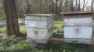 весна. КАКИЕ ОТКРЫВАТЬ ЛЕТКИ В УЛЬЕ и на сколько.