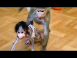 ТАК ВЕСЕЛО! Люся учит и контролирует Степу во время его путешествия по комнатам)))