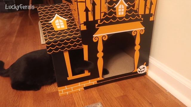 Cats React To Target Haunted Mansion Cat Scratcher - Hyde And Eek смотреть онлайн