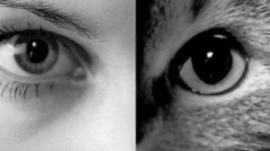 "Птица Зу".. Кошка.