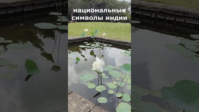 Национальные символы Индии#india#facts#shorts #влогикаждыйдень