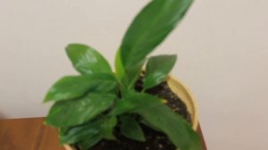 УХОД ЗА КОМНАТНЫМИ РАСТЕНИЯМИ.СПАТИФИЛЛУМ