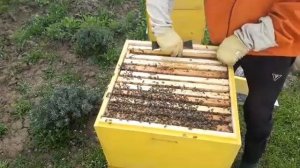 Шикарные пчелиные отводки. Раннее развитие и расширение пчёл.