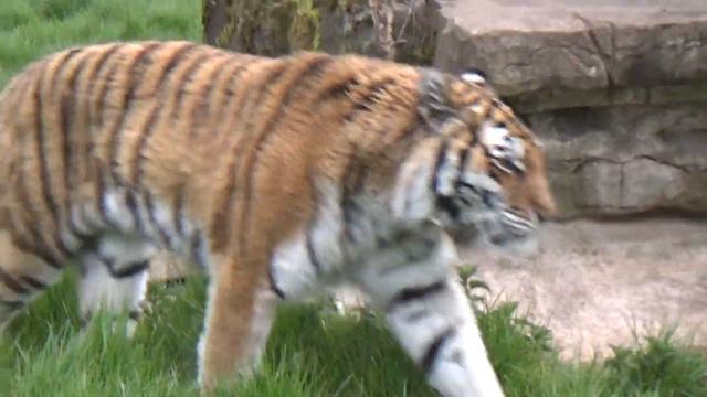 Female Amur Tiger, Blackpool Zoo 6th May 2021 смотреть онлайн