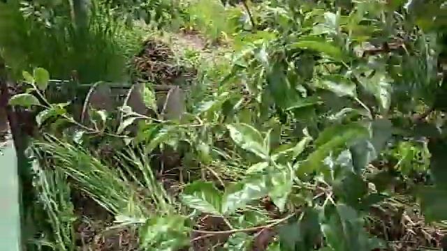 приствольные диски для сада в молдавии смотреть онлайн