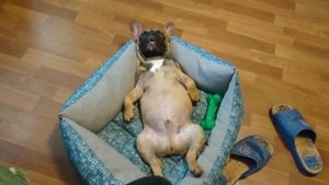 Французский бульдог Мак. Сон от усталости. French bulldog