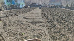 Посадка картофеля мотоблоком Zubr, 2022