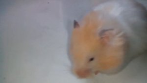 ХОМЯК ЗА ЩЕКУ ЗАКЛАДЫВАЕТ