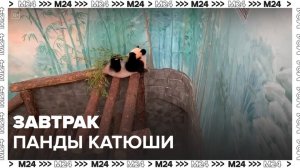 В Московском зоопарке показали, как панда Катюша завтракает бамбуком - Москва 24