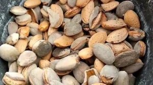 Миндаль.  Собираем миндаль.