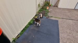 В гостях у кумы . Оформление дома на Новый Год . Домашние животные Австралии . Элла Австралия