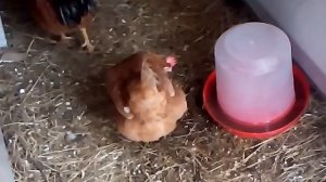 Индоутки. Рассказ о наших индоутках.