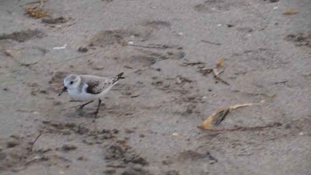 Майами. Нашли какую-то синюю хрень, впервые такую вижу смотреть онлайн