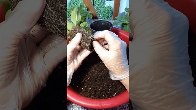 Переваливаю в больший объём петунии ампельные и махровые🌺🌺🌺 #петунияампельная #петуниямахровая смотреть онлайн