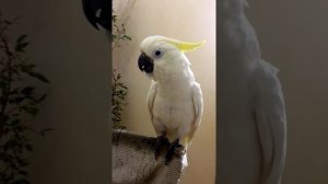 Говорящий попугай Рома разговорился. Говорит своё имя) Talking parrot Roma talked. Speaks his name