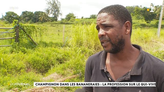 Fusarium oxysporum смотреть онлайн