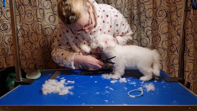 Стрижка щенка Бишон фризе за 15 минут✂️ #kennel_BrightStarDog #стрижкащенка #groomingpuppy #puppies