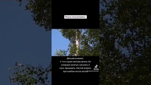 Польза листьев берёзы