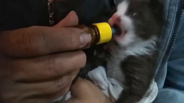 МОЕ ПЕРВОЕ ЗНАКОМСТВО С БУТЫЛОЧКОЙ  Я И МОЛОЧКО  МИЛЫЙ КОТЕНОК!