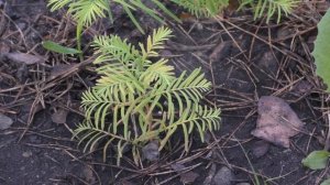 Метасеквойя из семян и черенка/ Metasequoia from seeds & cutting