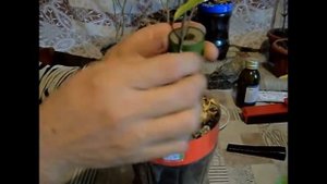 Прививка граната в расщеп