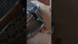 Проращивание из косточки сливы сливовое дерево часть1