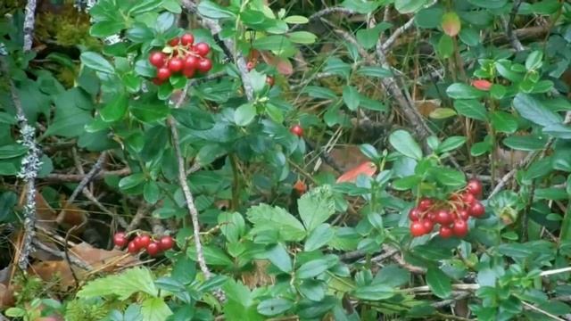 Правильный досуг. Сбор грибов. смотреть онлайн