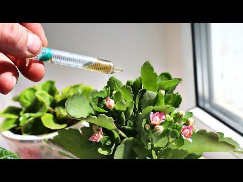 ВООТ ЭТО ПОДКОРМКА! Поливаю домашние цветы в июле августе цветут как весной в захлеб!