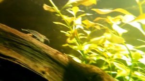 Сухой корм для рыб. Кормим аквариумных рыбок