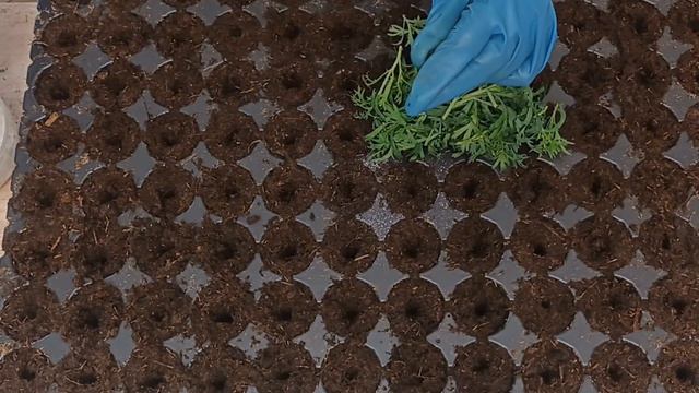 Черенкование вегетативного Аргирантемума . Красивый - недооценнёный цветок . смотреть онлайн