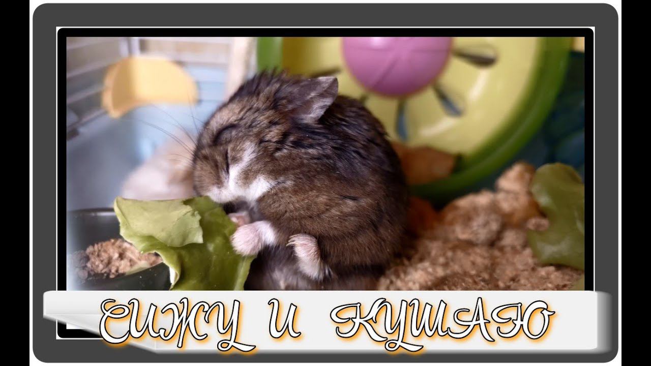 !!! СИДЯ БОЛЬШЕ ЕДЫ ВОЙДЕТ!!!    #хомка #хомячок #хомячки #грызун #грызуны #джунгарскийхомяк