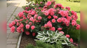 ❀ Лучшие сорта плетистых роз для Сибири и основные правила их посадки