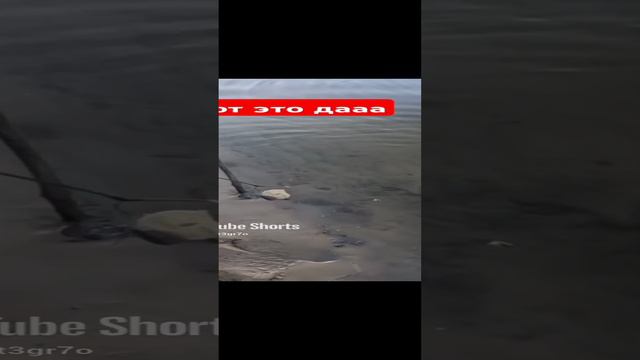 Вот это да ЛЕЩАРА