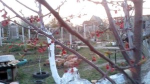 Выращиваем семейное дерево из старого абрикоса.