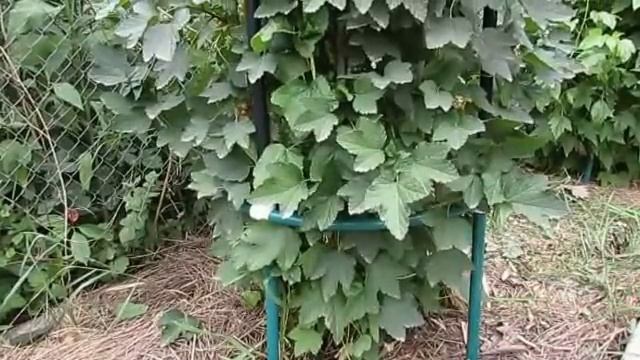 Лето 2013. Переделываем кустодержатель (6). смотреть онлайн