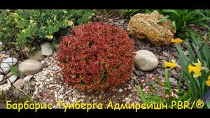 Стрижка туи, бересклета, барбариса, буксуса. Ножницы аккумуляторные Gardena ComfortCut (09857-20)