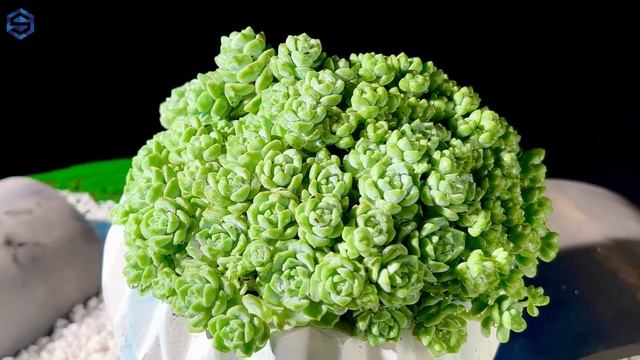 Sedum dasyphyllum смотреть онлайн