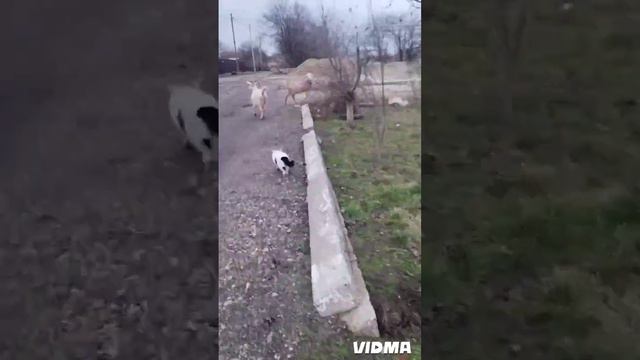 У нас было подтопление. Не могли даже ходить гулять. Везде была вода. Наконец-то вода ушла.