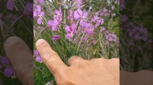 Медонос иван чай