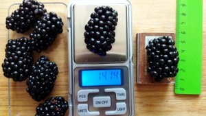 Бесшипная ежевика Натчез, взвешиваю и замеряю размер ягод, первый урожай