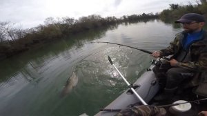 Ловля сома на квок.  Весна.  Отловились на отмели.