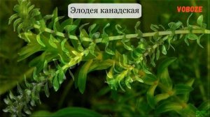 Элодея в аквариуме. Канадская, густолиственная, как сажать, под микроскопом, уход, размножение.