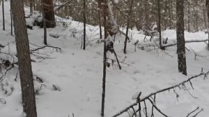 Таёжный промысел. Ночные рейсы.