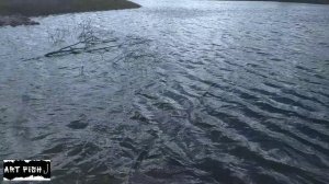 Наконец то забросил ловушки на жука плавунца