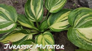 Редкий коллекционный сорт хосты Jurassic Mutator